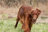 SETTER IRLANDAIS 261